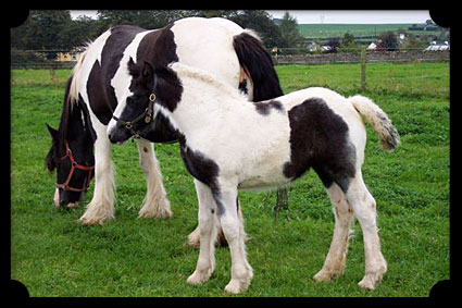 Foal by Star and Dunbrody