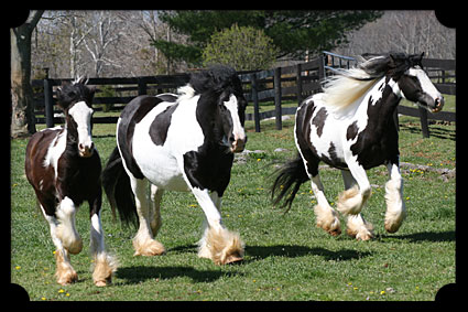 Two gypsy horses guide a foal in the pasture.