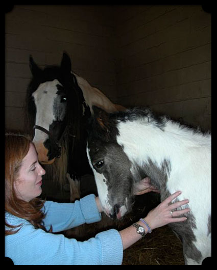 A woman treats her horses with tender loving care.